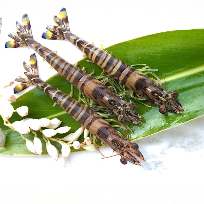  竹富島産 活〆冷凍車海老  250g